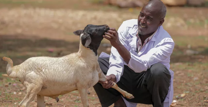man checking goat for diseases or infection