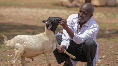 man checking goat for diseases or infection